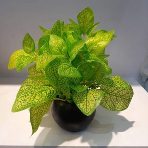 মানি প্লান্ট