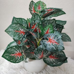 মানি প্লান্ট