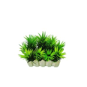 আনারস গাছ টব