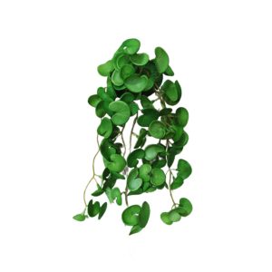 থানকুনি পাতা