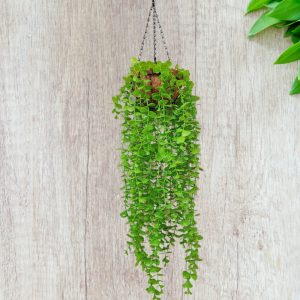 কয়েন পাতা ঝাড়