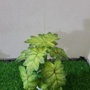 কচুপাতা গাছ