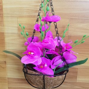 নারিকেল ঝুড়ি অর্কিড