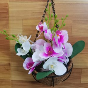 নারিকেল ঝুড়ি অর্কিড