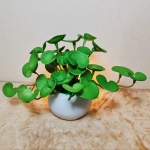 থানকুনি পাতা